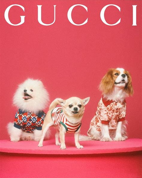 new gucci pet collection.